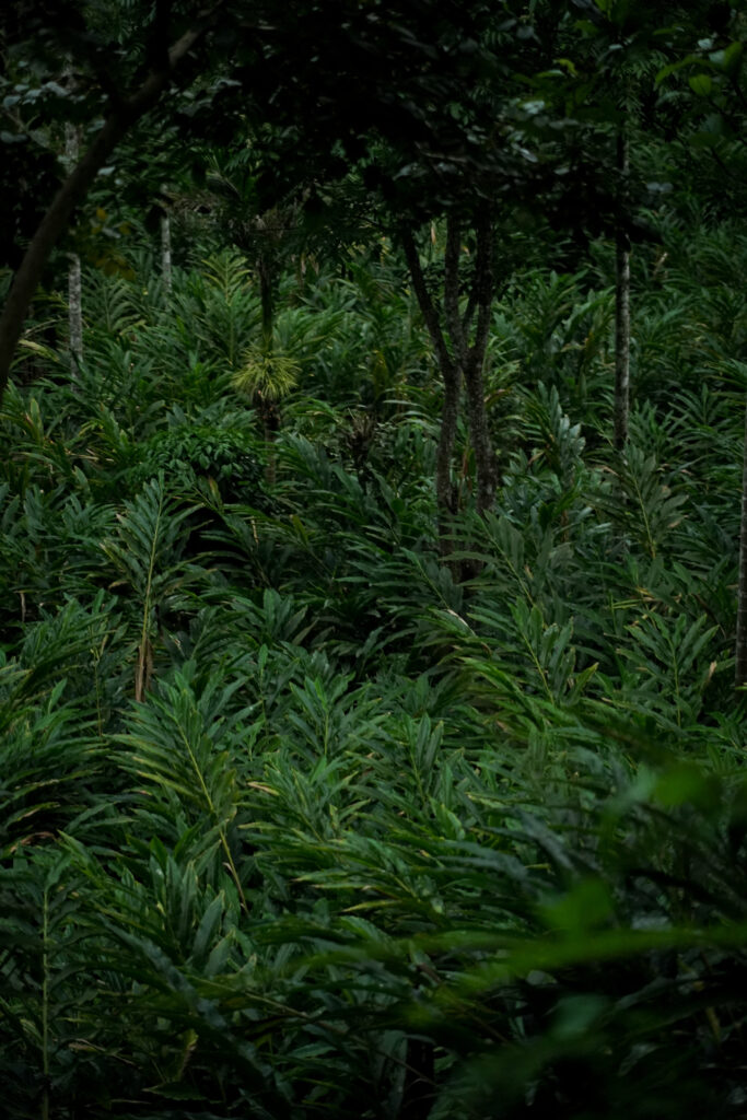 Family villa stay in Munnar