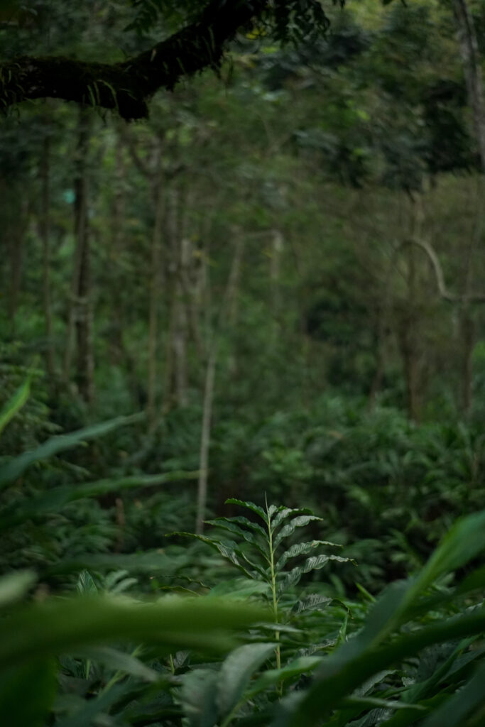 Group villa with campfire and BBQ in Munnar