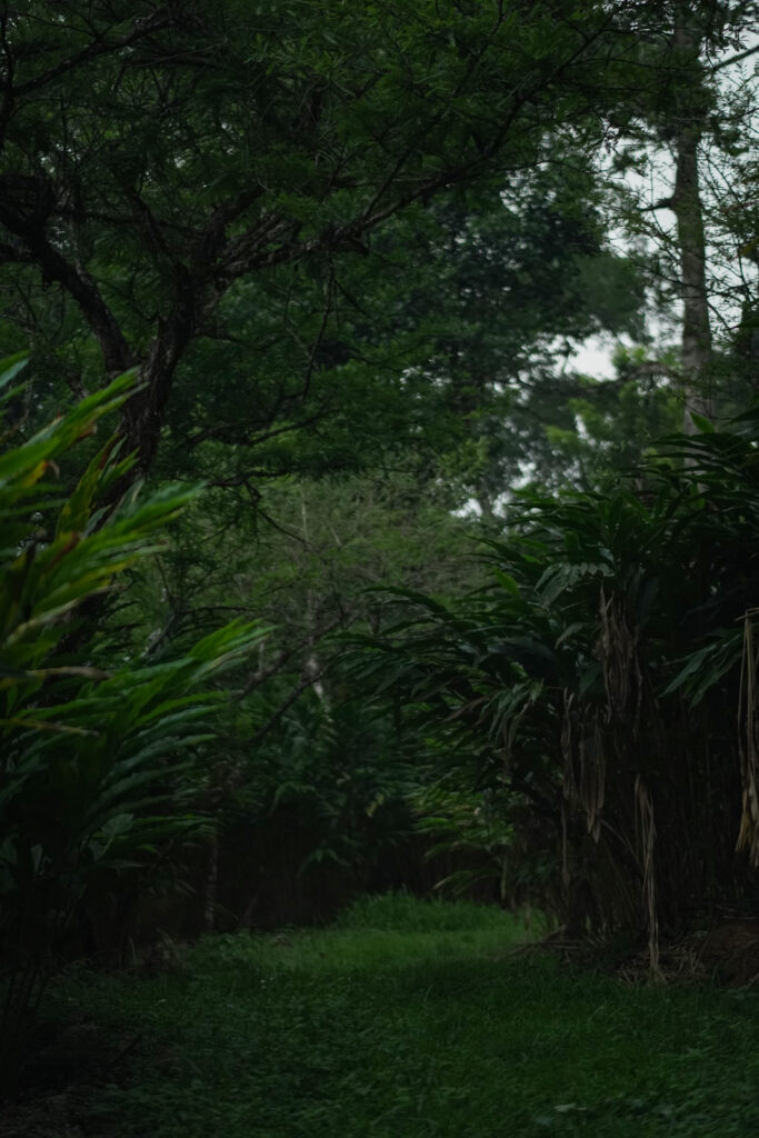 Holiday villa with Wi-Fi and parking in Munnar