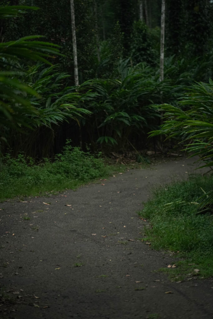 Villa with cardamom plantation walk Munnar